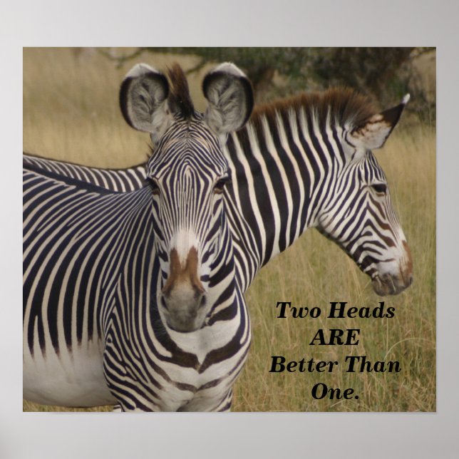 KENYA Zebras zwei Köpfe sind besser als ein Poster (Vorne)