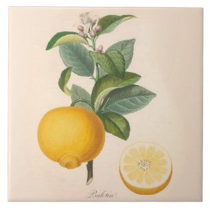 Keramik-Akzent-Fliesen-orange Blüte und Frucht Fliese