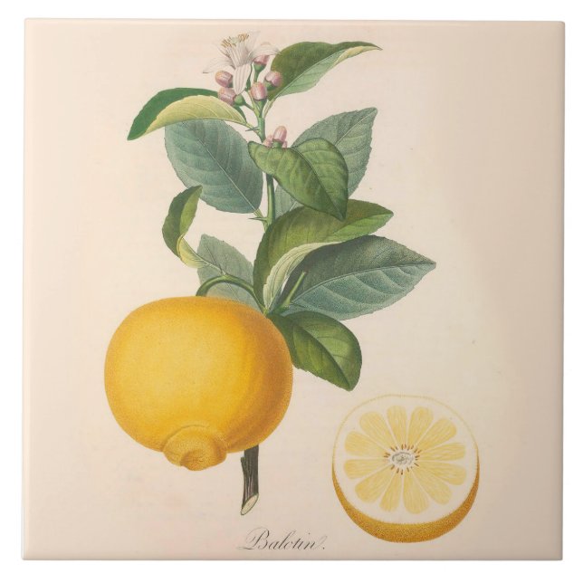 Keramik-Akzent-Fliesen-orange Blüte und Frucht Fliese (Vorderseite)