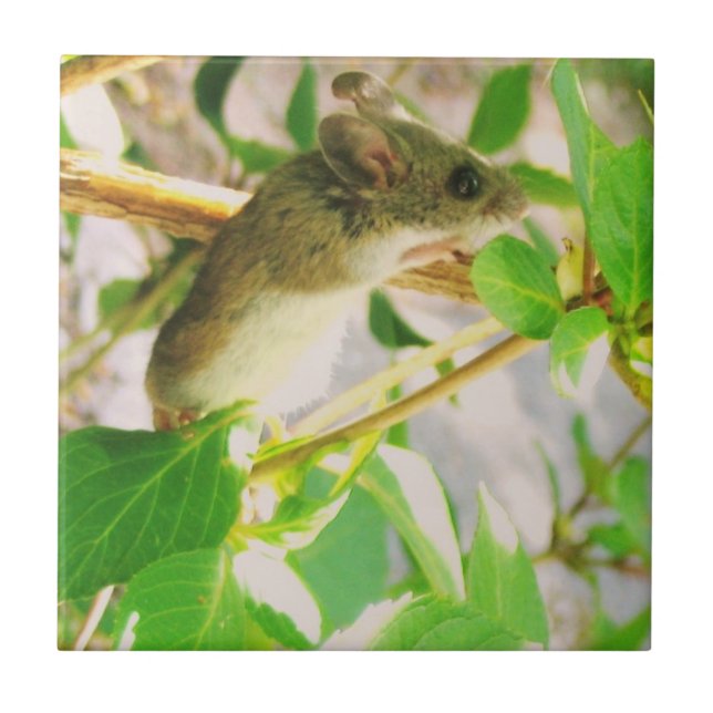 Keramik der Maus Fliese (Vorderseite)