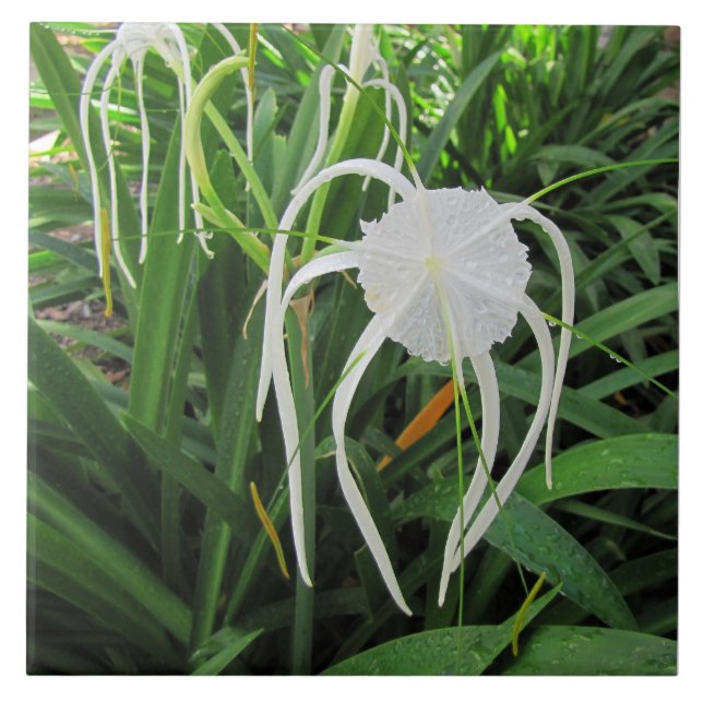 Keramik der Sumpflilie Tile Trivet 6 x 6 Fliese (Vorderseite)