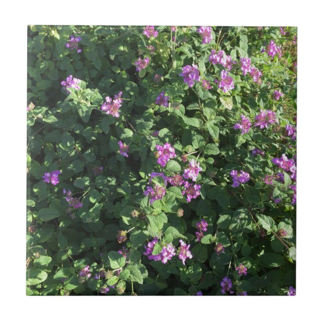 Keramik-Fliese (4,25" x 4,25") Fliese (Vorderseite)