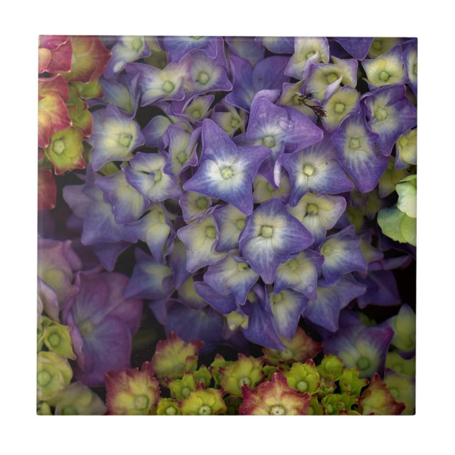 Keramik-Fliesen-Unterlage, Blumen-Garten Hortensie Fliese (Vorderseite)