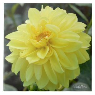Keramik mit gelber Dahlie Fliese