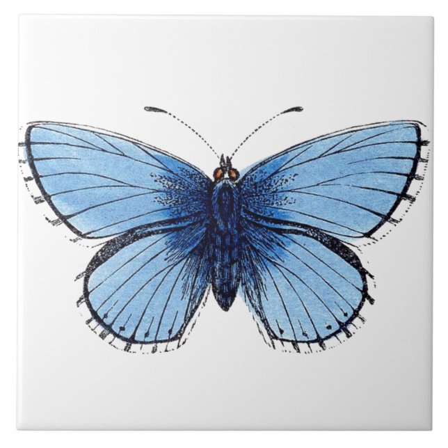 Keramik Tile - Blauer Schmetterling Fliese (Vorderseite)