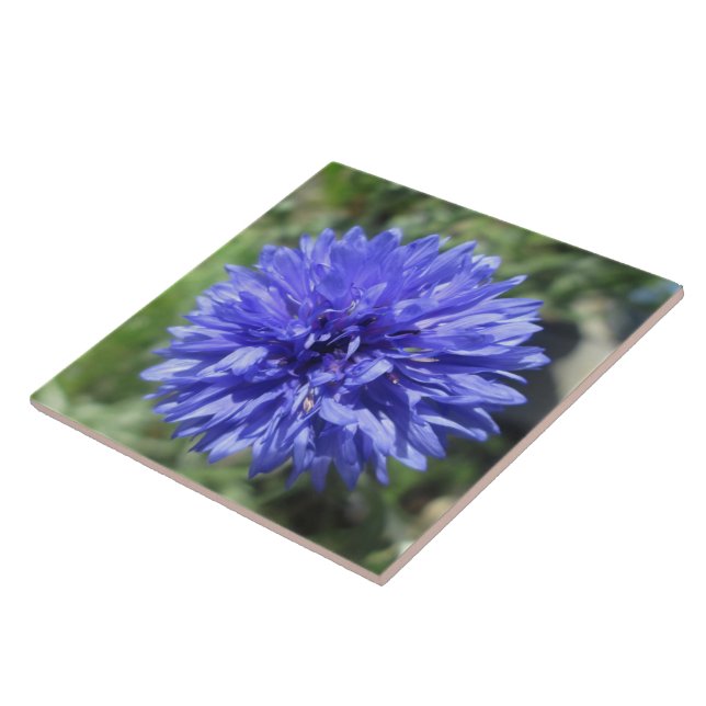 Keramik Tile - Blumenblauer Bachelor-Knopf Fliese (Seite)