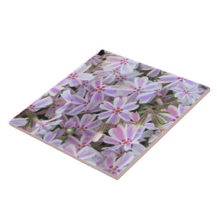Keramik Tile - Candy Striped Phlox Fliese