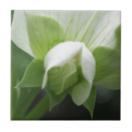 Keramik Tile Green White Botanic Fliese
