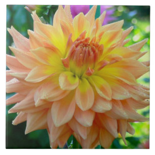 KERAMIK TILE MIT PEACH-FARBIERTEM DAHLIA FLIESE