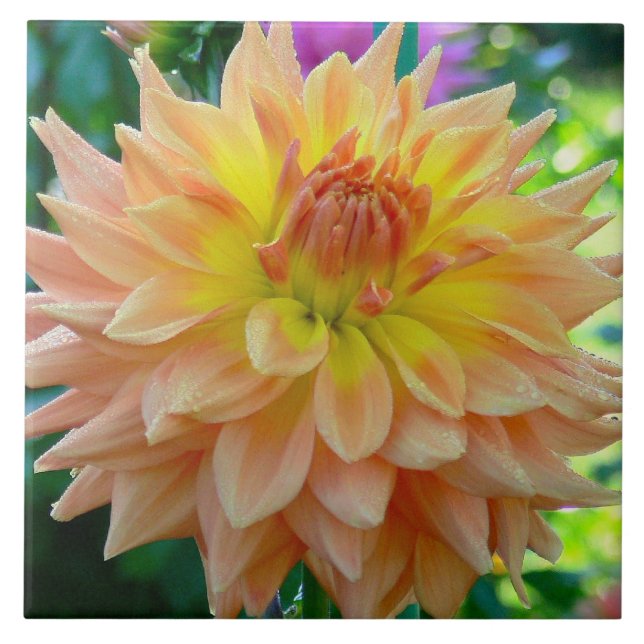 KERAMIK TILE MIT PEACH-FARBIERTEM DAHLIA FLIESE (Vorderseite)