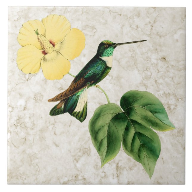 Keramikfliese mit Collared Inca Kolibri (Vorderseite)