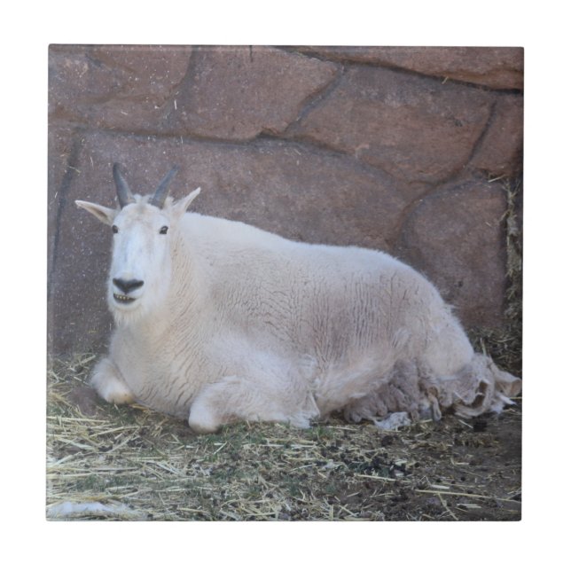 Keramikfliese Ziege (Vorderseite)