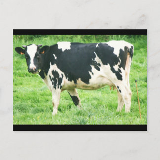 Kermoisan Kühe und Katzen 012 Postkarte