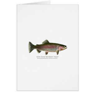 Kern-Fluss-Regenbogenforelle