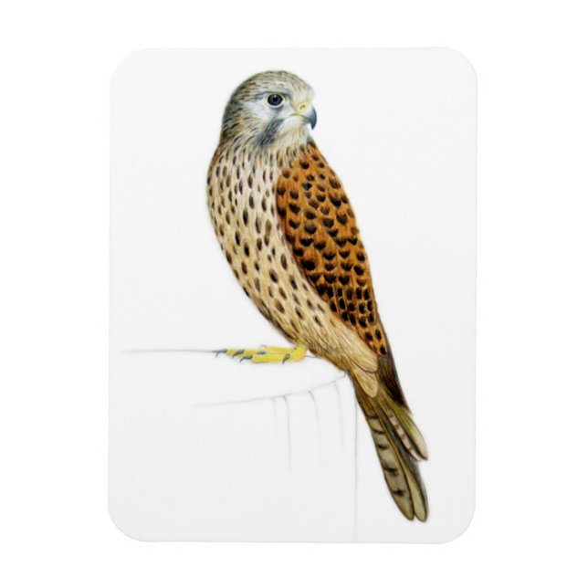 Kestrel 2011 magnet (Vertikal)