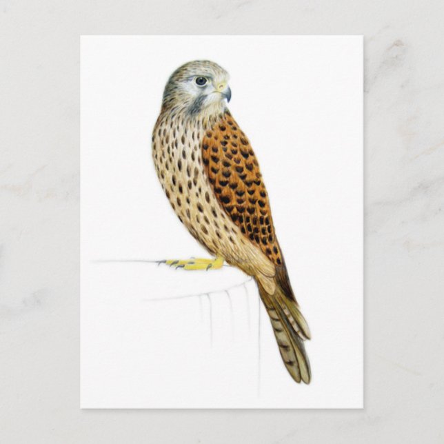 Kestrel 2011 postkarte (Vorderseite)