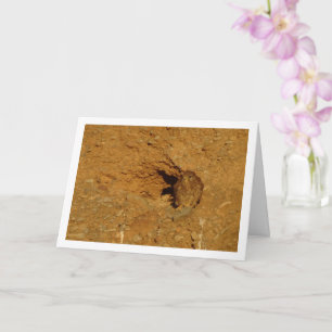 Kestrel Bird, Falco Tinnunculus Card Karte