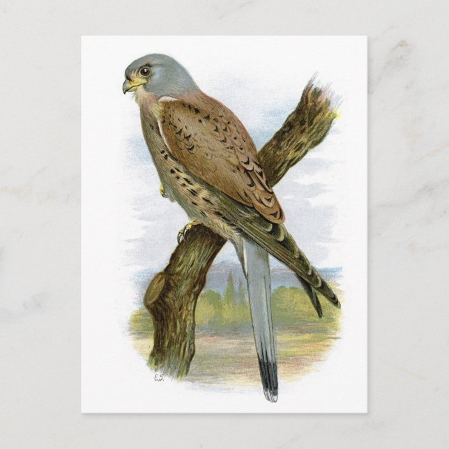 Kestrel - Falco tinnunculus Postkarte (Vorderseite)