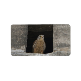 Kestrel in a small wall opening in the old church  adressaufkleber