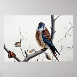 Kestrel Poster