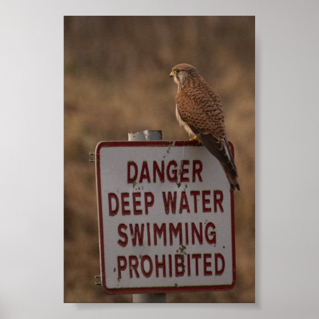 Kestrel Poster (Vorne)