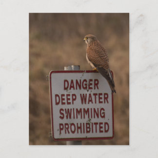 Kestrel Postkarte