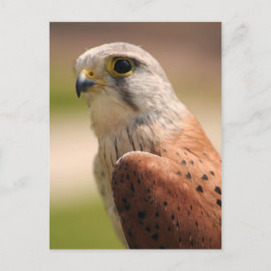 Kestrel Postkarte