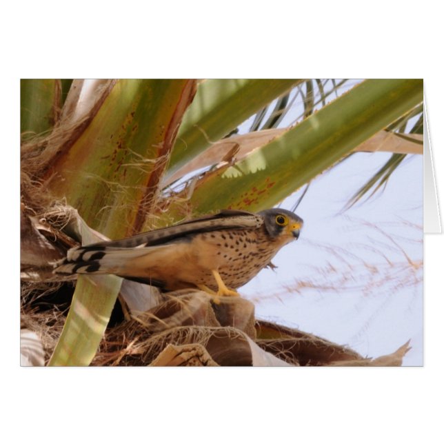 Kestrel, Turmfalke, Falco-Tinnunculus (Vorderseite (Horizontal))