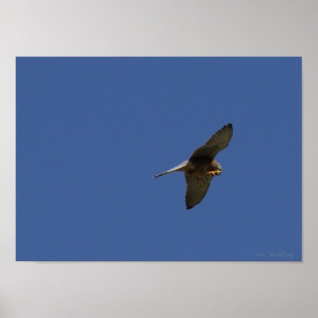 Kestrel, Turmfalke, Falco-Tinnunculus Poster (Vorne)