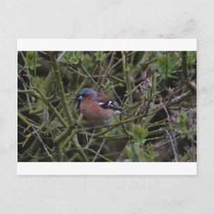 Ketten im Baum Postkarte
