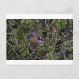 Ketten im Baum Postkarte