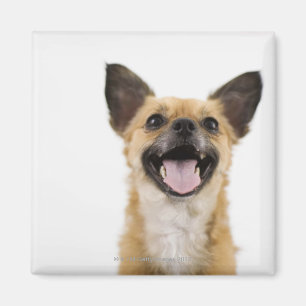 Keuchenhund Magnet