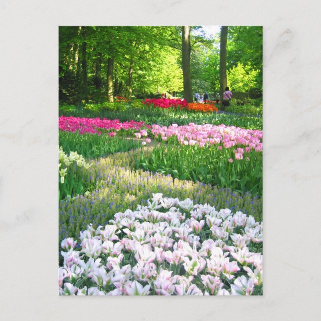 Keukenhof garden - Holland Postkarte (Vorderseite)