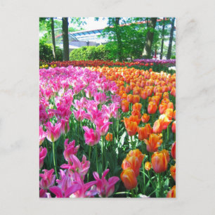 Keukenhof garden - Holland Postkarte