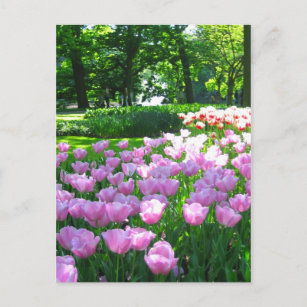 Keukenhof garden - Holland Postkarte