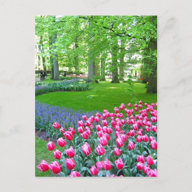 Keukenhof garden - Holland Postkarte (Vorderseite)