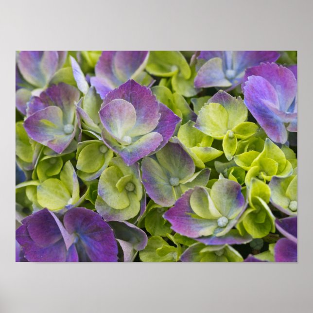 Keukenhof Garden Hydrangea Poster (Vorne)