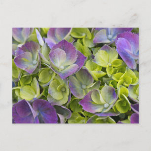 Keukenhof Garden Hydrangea Postkarte