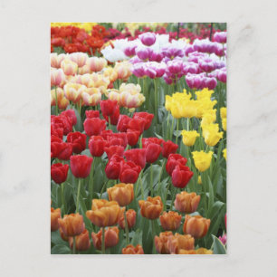 Keukenhof Gardens, Holland, ist auf 2 Postkarte