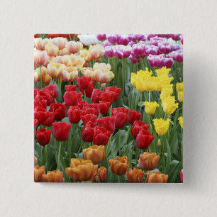 Keukenhof-Gärten, Holland, spezialisiert sich auf Button