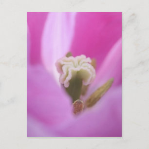 Keukenhof-Gärten, Holland, spezialisiert sich auf Postkarte