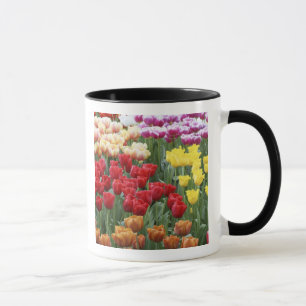 Keukenhof-Gärten, Holland, spezialisiert sich auf  Tasse