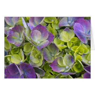 Keukenhof-Garten Hortensie