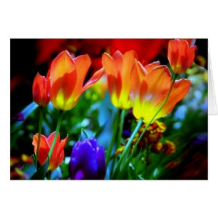 KEUKENHOF GÄRTEN, LISSE HOLLAND