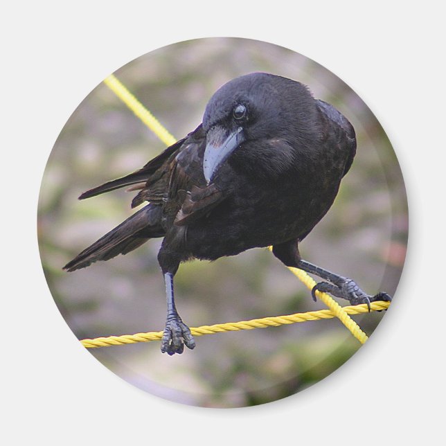 Keule an Kreuzung Magnet (Vorne)