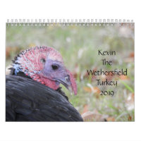 Kevin the Turkey - Old Wethersfield , CT