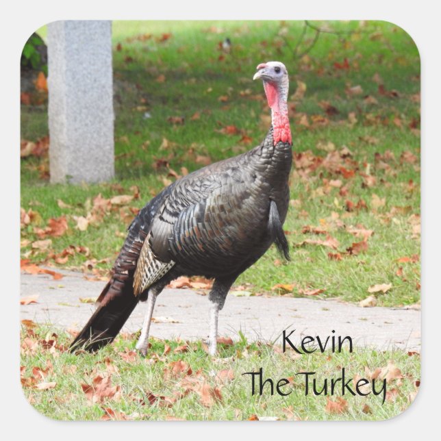 Kevin the Turkey - Old Wethersfield , CT Quadratischer Aufkleber (Vorderseite)