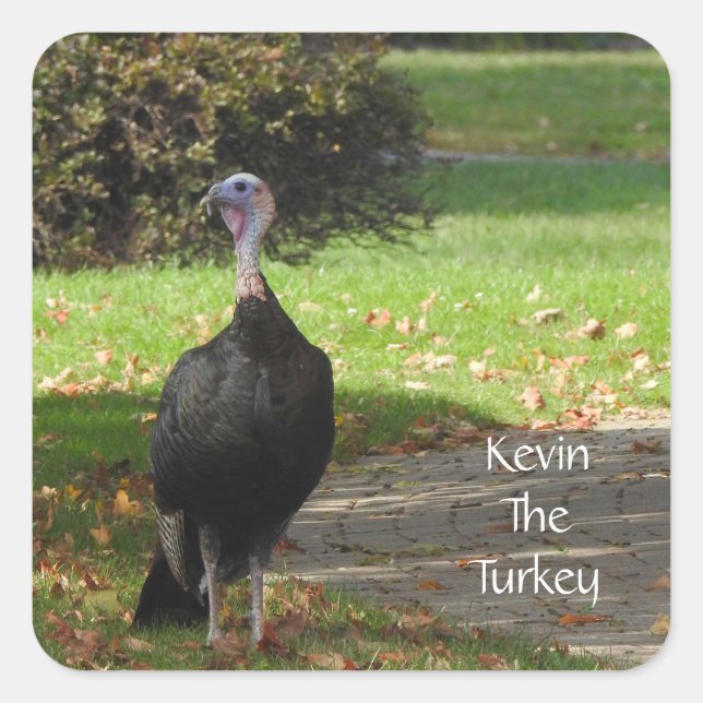 Kevin the Turkey - Old Wethersfield , CT Quadratischer Aufkleber (Vorderseite)