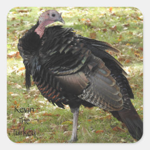 Kevin the Turkey - Old Wethersfield , CT Quadratischer Aufkleber
