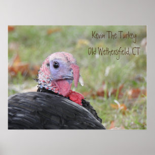 Kevin the Turkey - Old Wethersfield Poster